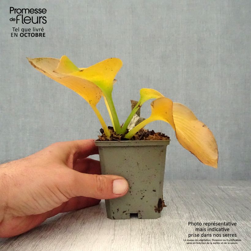 Esemplare di Hosta sieboldiana var. elegans Vasetto da 8/9 cm come consegnato in autunno