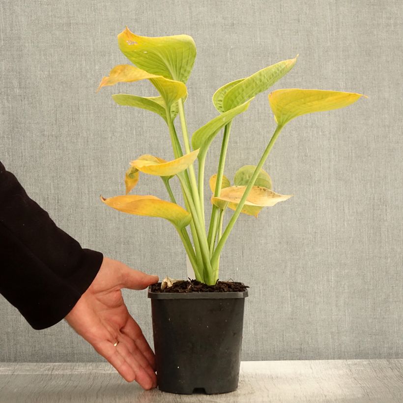 Esemplare di Hosta sieboldiana var. elegans Vaso da 1,5L/2L come consegnato in autunno