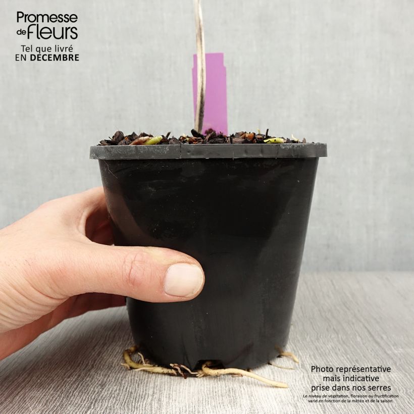 Hosta sieboldiana var. elegans Vaso da 1,5L/2L esemplare consegnato in inverno