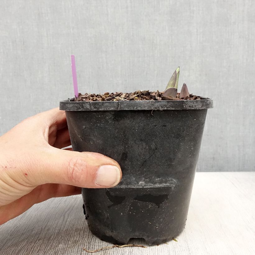 Hosta sieboldiana var. elegans Vaso da 1,5L/2L esemplare consegnato in primavera