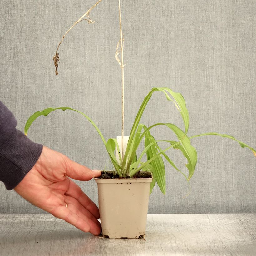 Esemplare di Hosta sieboldii Kabitan Vasetto da 8/9 cm come consegnato in autunno