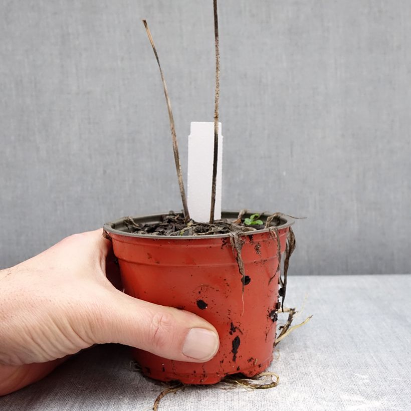 Hosta Silly String Vaso da Ø 12 cm / 13 cm esemplare consegnato in inverno