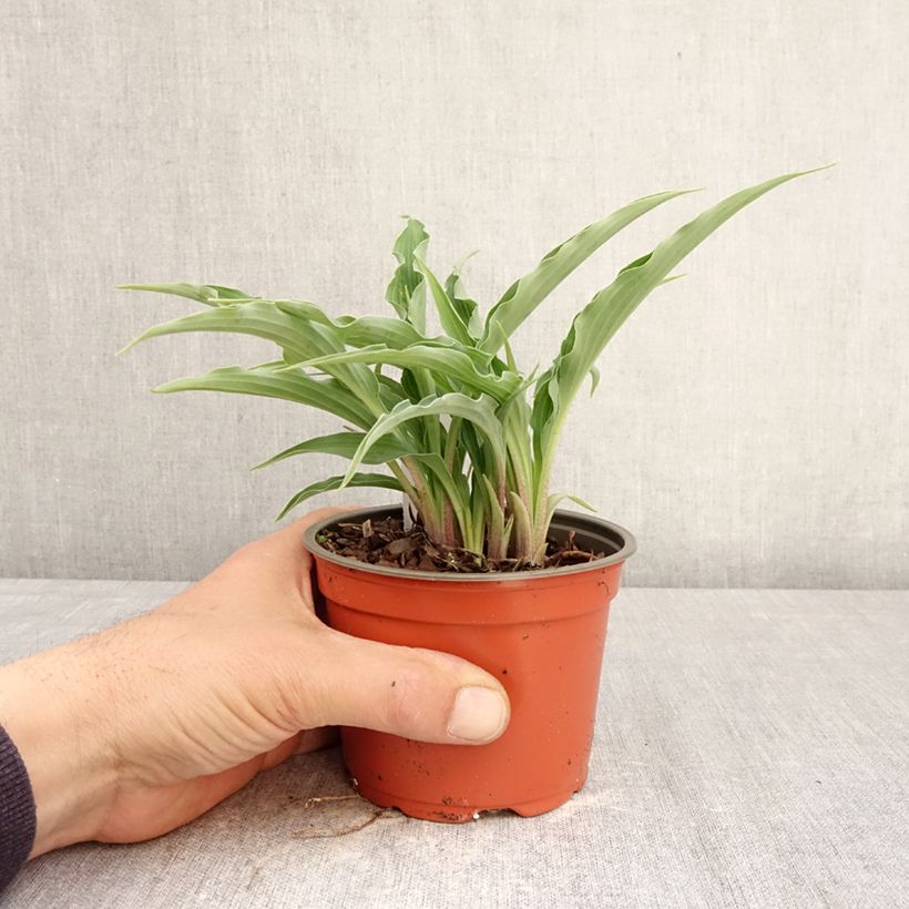 Hosta Silly String Vaso da Ø 12 cm / 13 cm esemplare consegnato in primavera