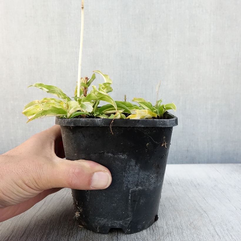 Esemplare di Hosta Sizzle Vaso da 1,5L/2L come consegnato in autunno