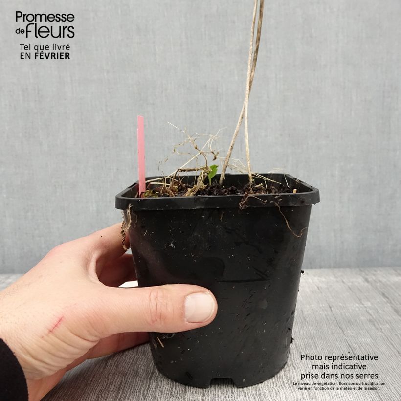 Hosta Sizzle Vaso da 1,5L/2L esemplare consegnato in inverno