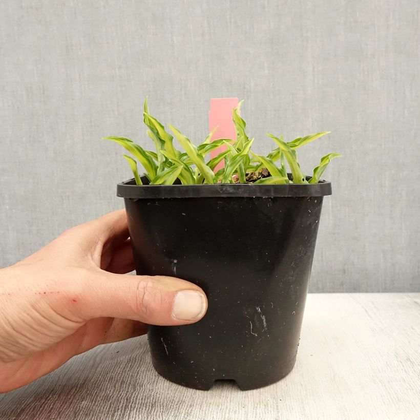 Hosta Sizzle Vaso da 1,5L/2L esemplare consegnato in primavera