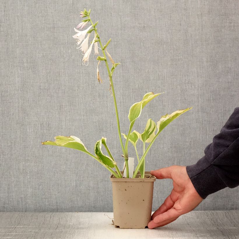 Esemplare di Hosta So Sweet Vasetto da 8/9 cm consegnato in estate