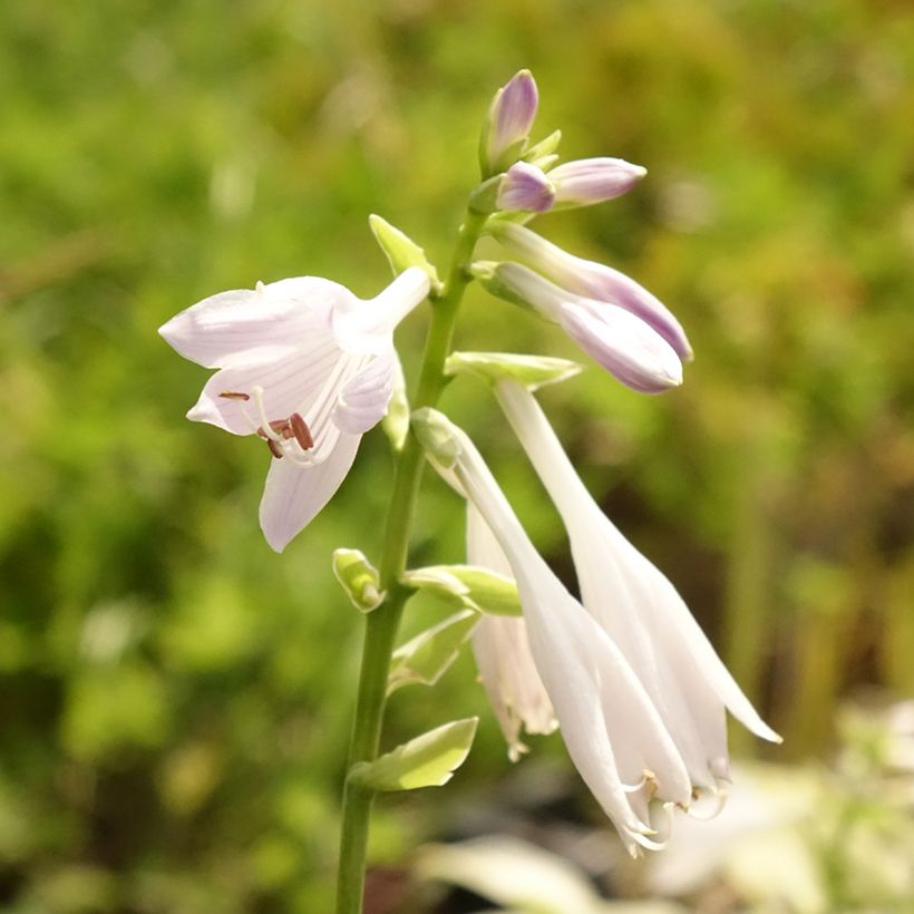 Hosta So Sweet (Fioritura)