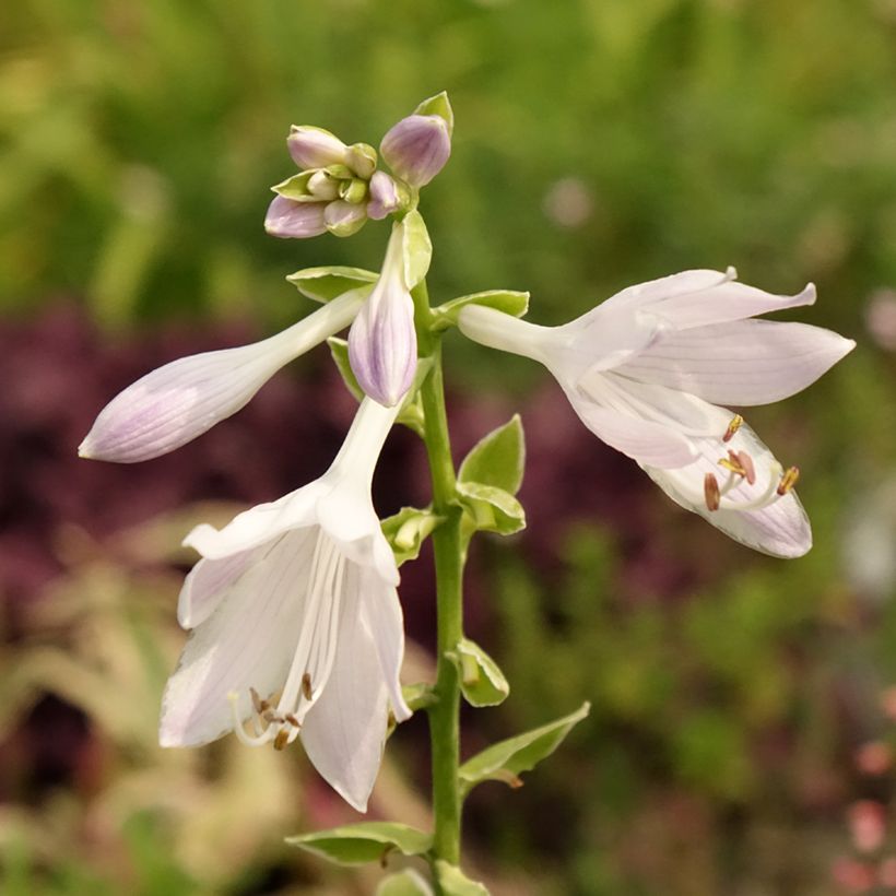 Hosta So Sweet (Fogliame)