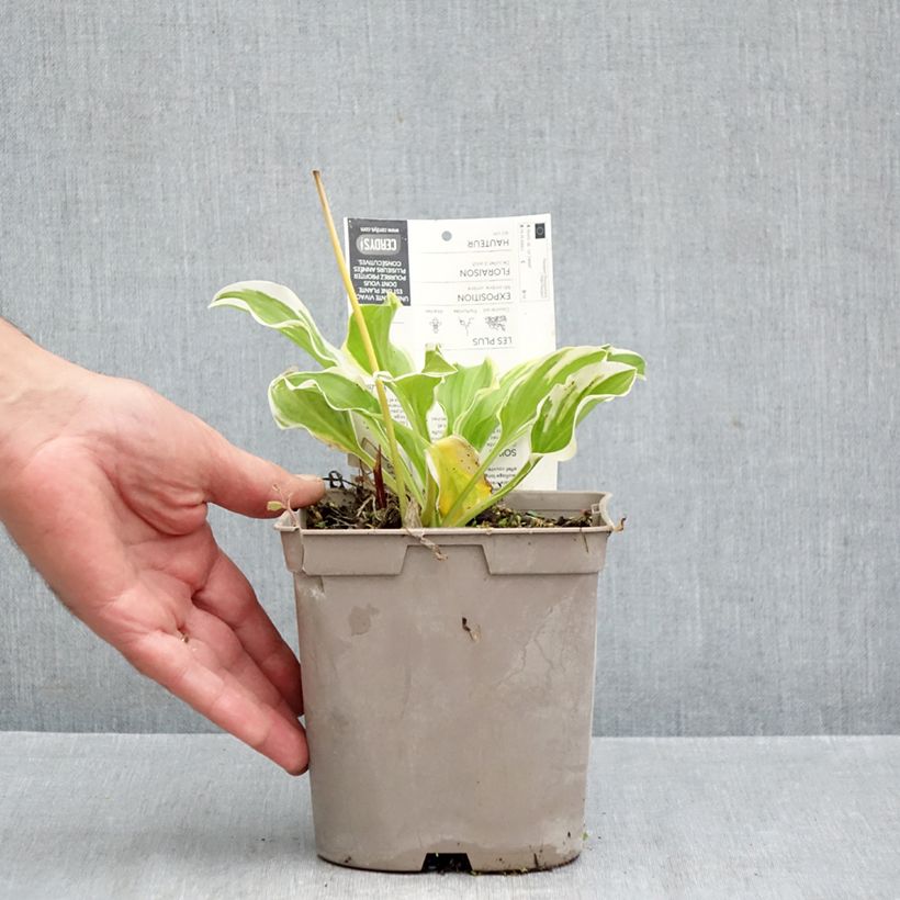 Esemplare di Hosta So Sweet Vaso da 2L/3L come consegnato in autunno
