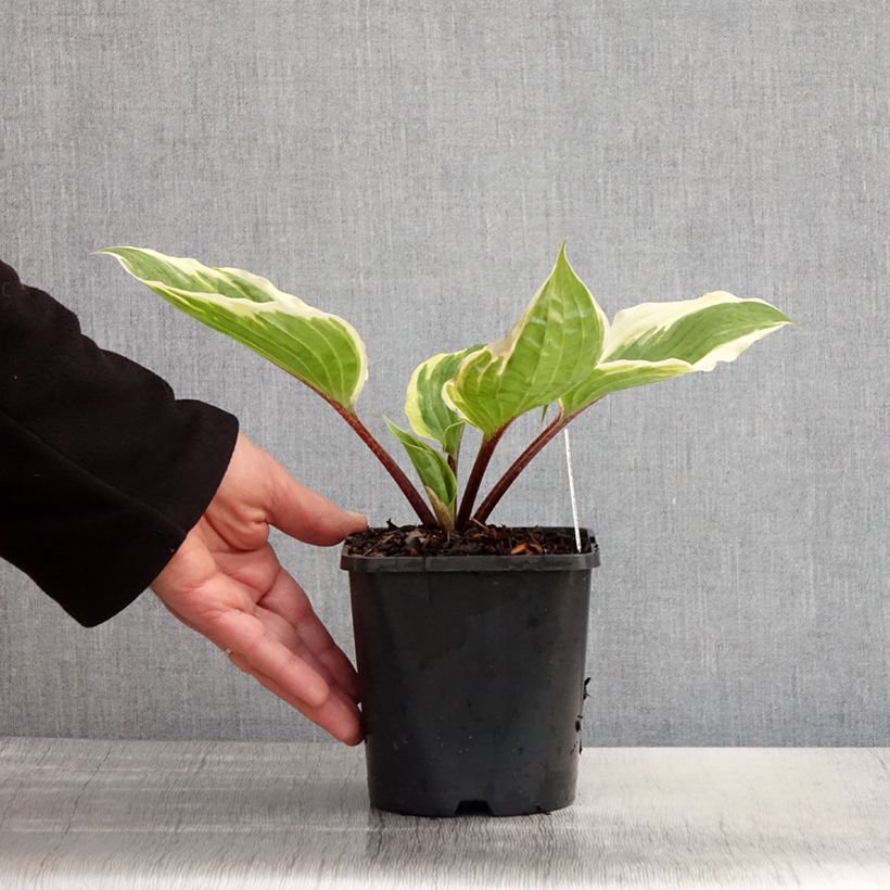 Hosta Sorbet Vaso da 1,5L/2L esemplare consegnato in primavera