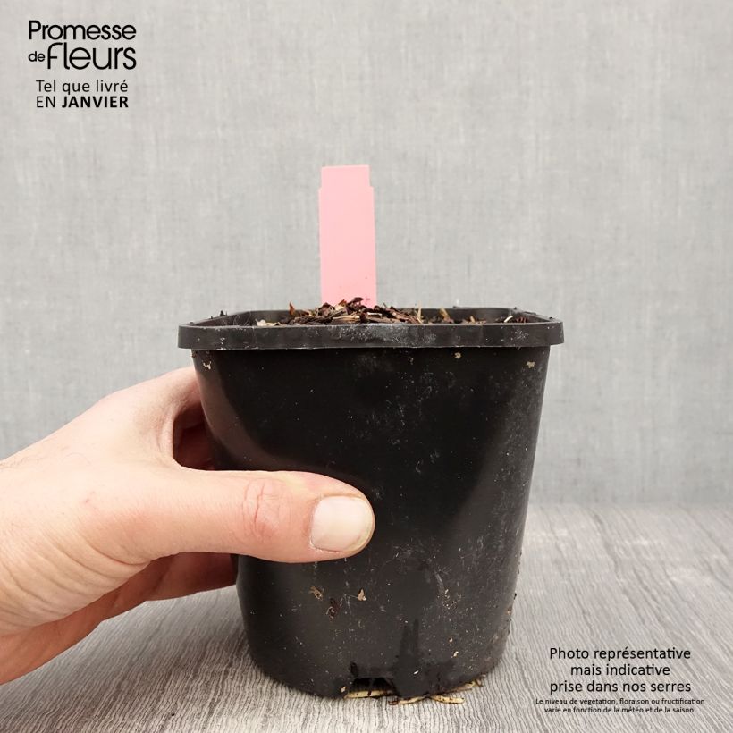 Hosta Spartacus Vaso da 1,5L/2L esemplare consegnato in inverno