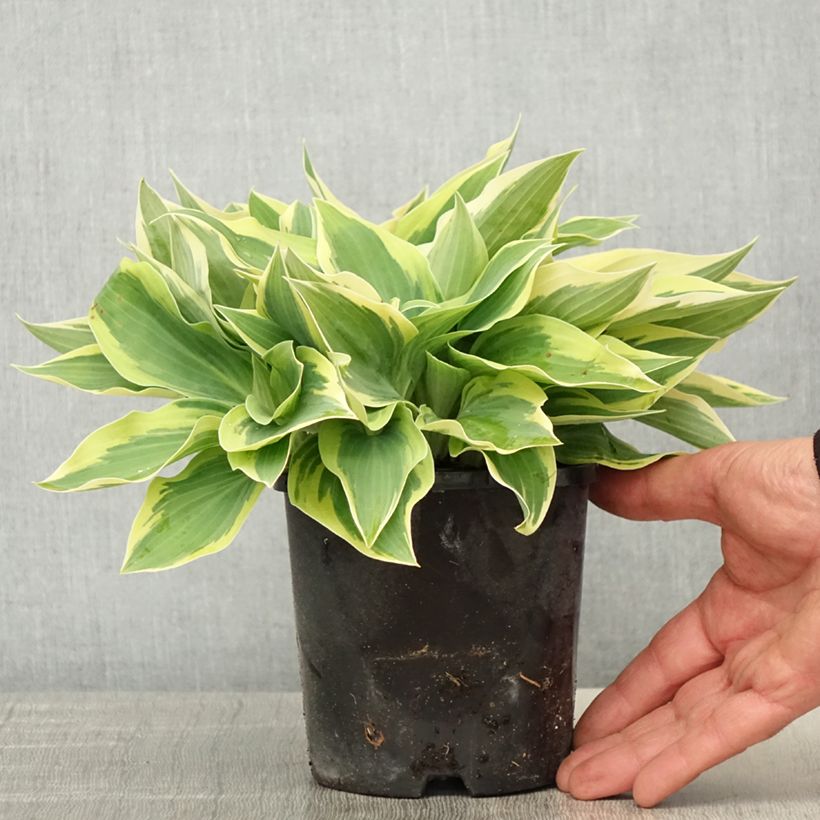 Hosta Spartacus Vaso da 1,5L/2L esemplare consegnato in primavera