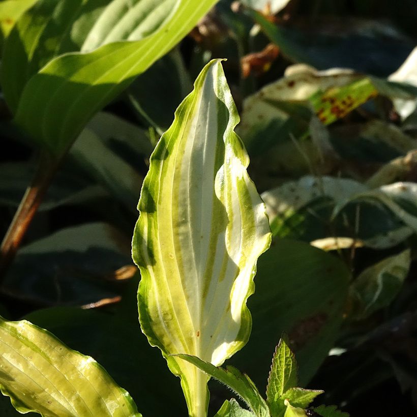 Hosta Spritzer (Fogliame)