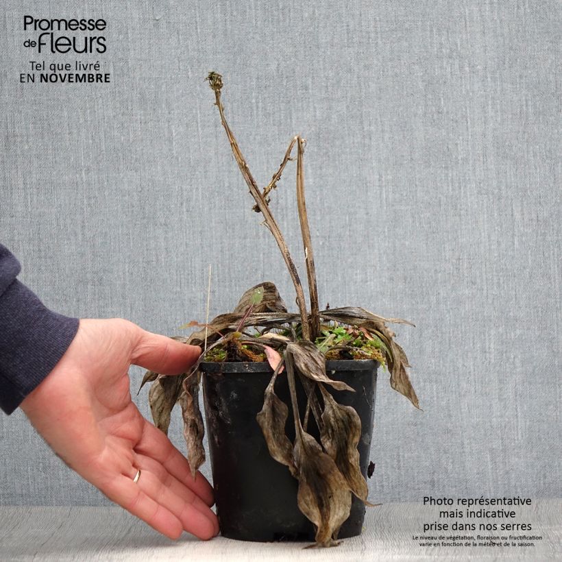 Esemplare di Hosta Stand by Me Vaso da 1,5L/2L come consegnato in autunno