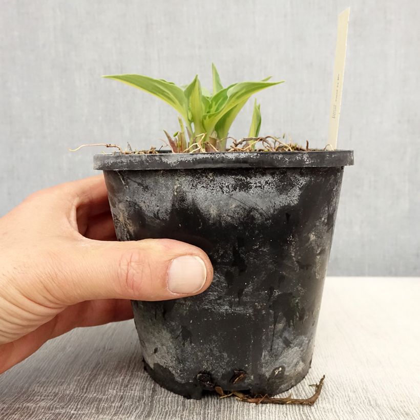 Hosta Stand by Me Vaso da 1,5L/2L esemplare consegnato in primavera