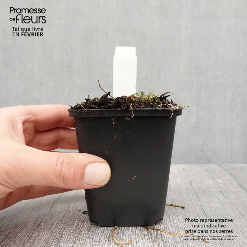 Hosta Striptease Vasetto da 8/9 cm esemplare consegnato in inverno