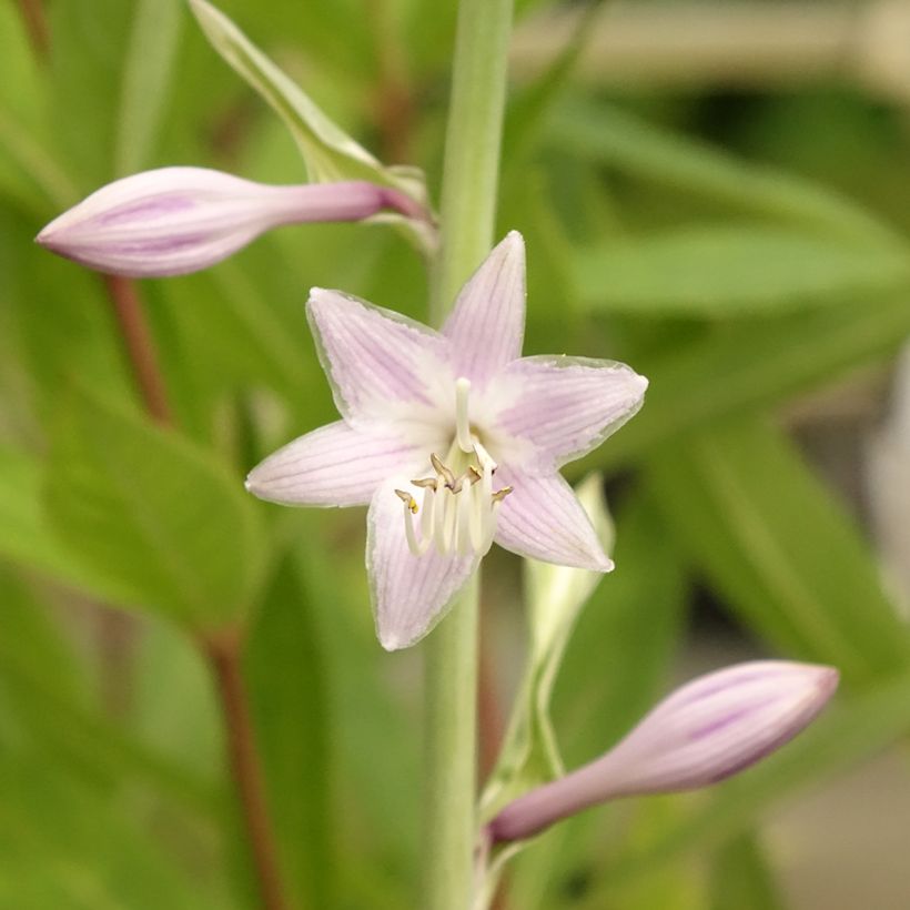 Hosta Striptease (Fioritura)