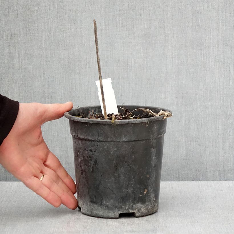 Hosta Striptease Vaso da 2L/3L esemplare consegnato in primavera