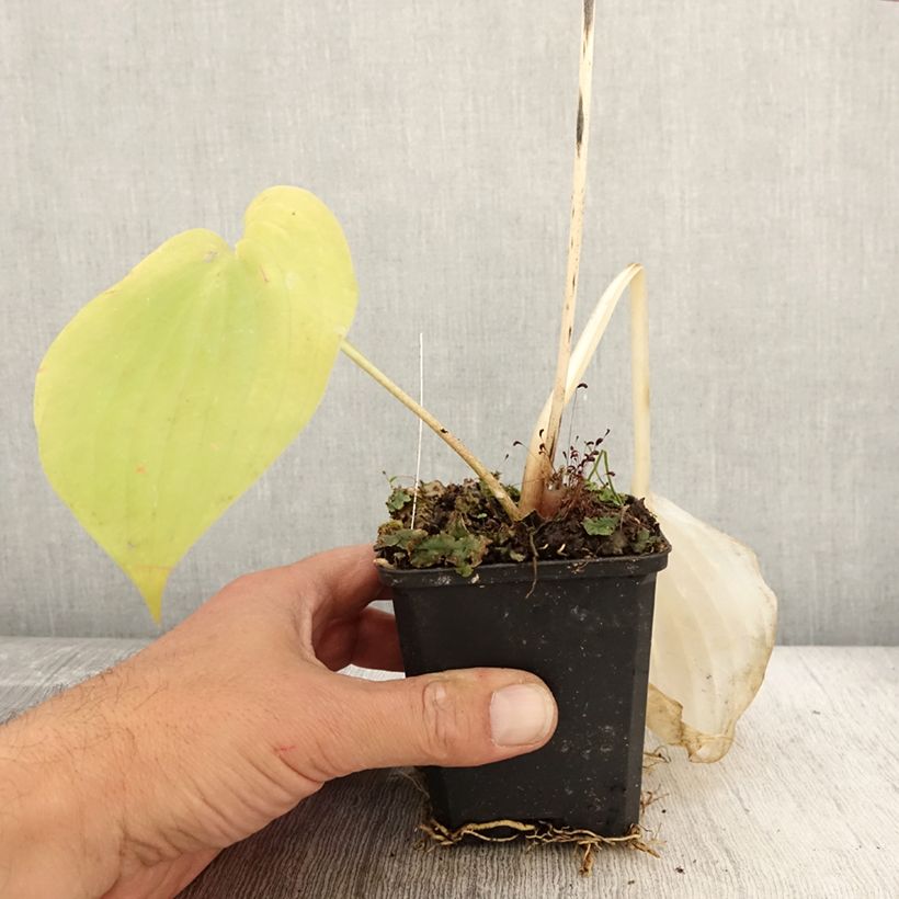 Esemplare di Hosta Sum and Substance Vasetto da 8/9 cm come consegnato in autunno