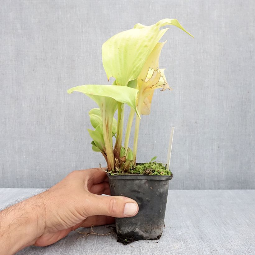 Esemplare di Hosta Sum of All Vasetto da 8/9 cm come consegnato in autunno