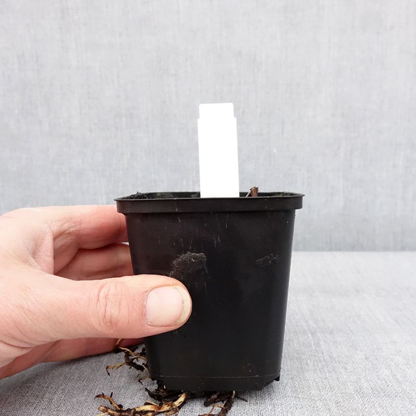 Hosta Sum of All Vasetto da 8/9 cm esemplare consegnato in inverno