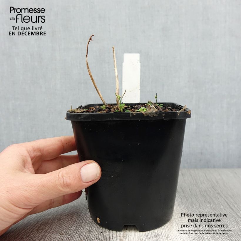 Hosta Sun Mouse Vaso da 1,5L/2L esemplare consegnato in inverno