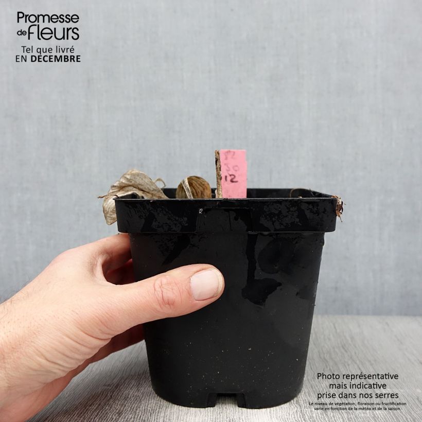 Hosta Sunny Halcyon Vaso da 1,5L/2L esemplare consegnato in inverno