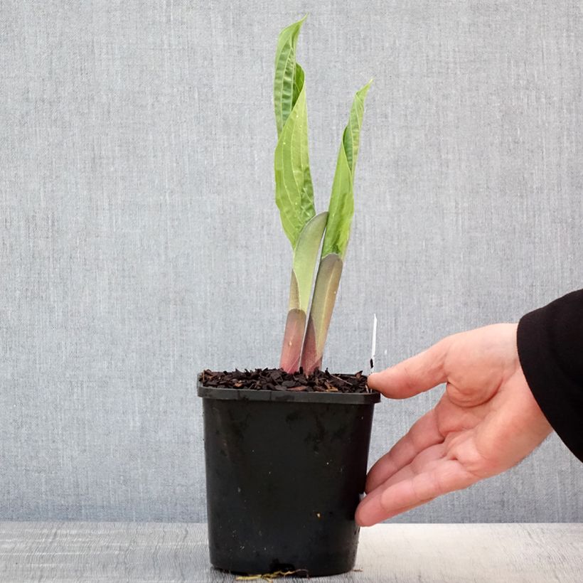 Hosta T Rex Vaso da 1,5L/2L esemplare consegnato in primavera