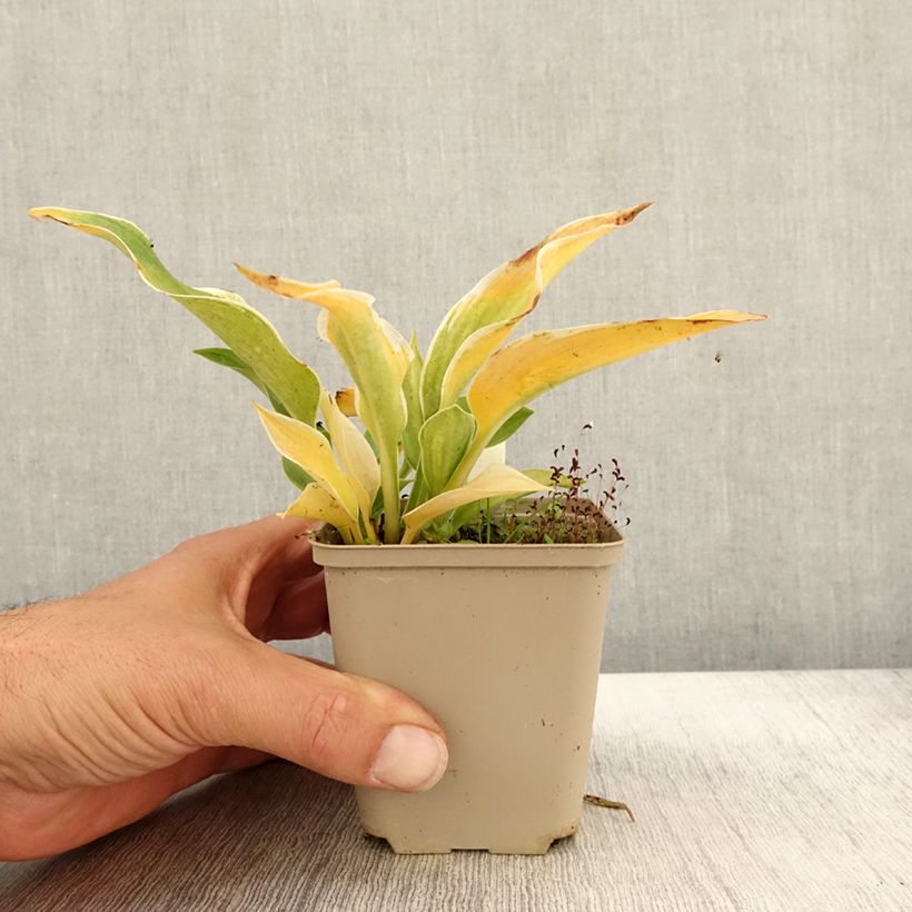 Esemplare di Hosta tardiana El Niño Vasetto da 8/9 cm come consegnato in autunno
