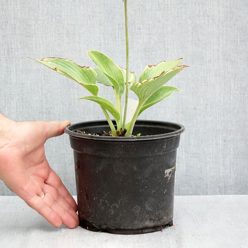 Esemplare di Hosta tardiana El Niño Vaso da 2L/3L come consegnato in autunno