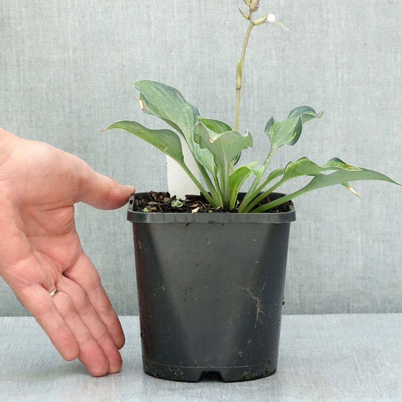 Esemplare di Hosta Teacher's Pride Pot de 1,5L/2L consegnato in estate