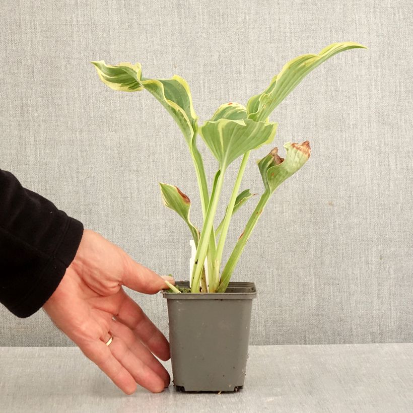 Esemplare di Hosta The King Vasetto da 8/9 cm come consegnato in autunno