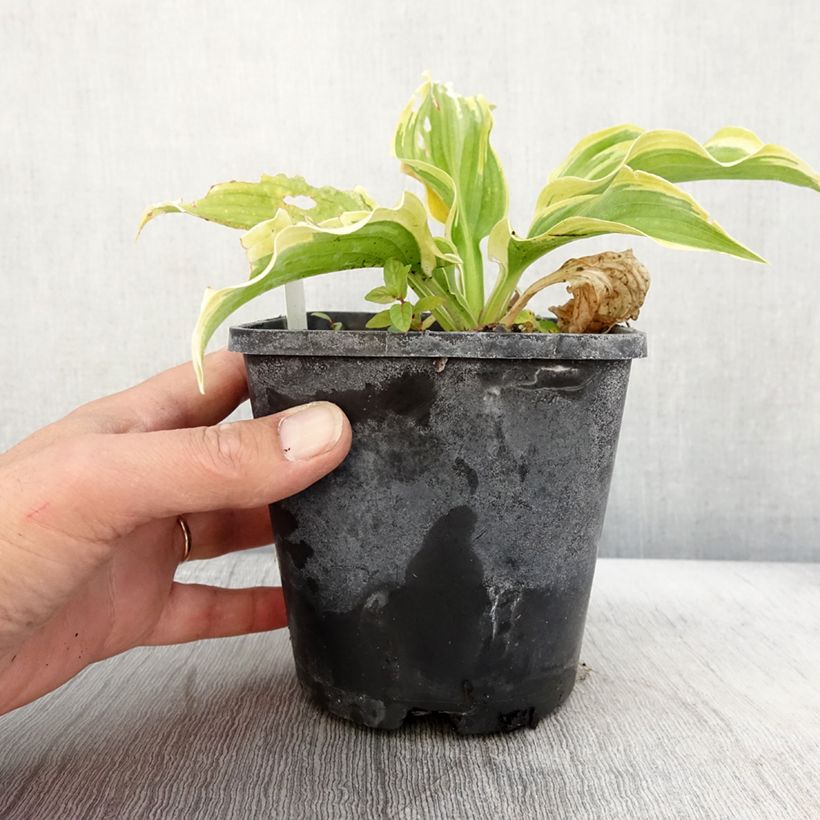 Esemplare di Hosta The King Vaso da 1,5L/2L come consegnato in autunno