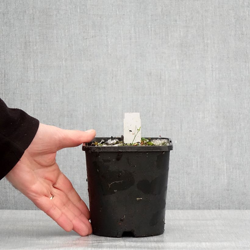 Hosta The King Vaso da 1,5L/2L esemplare consegnato in inverno