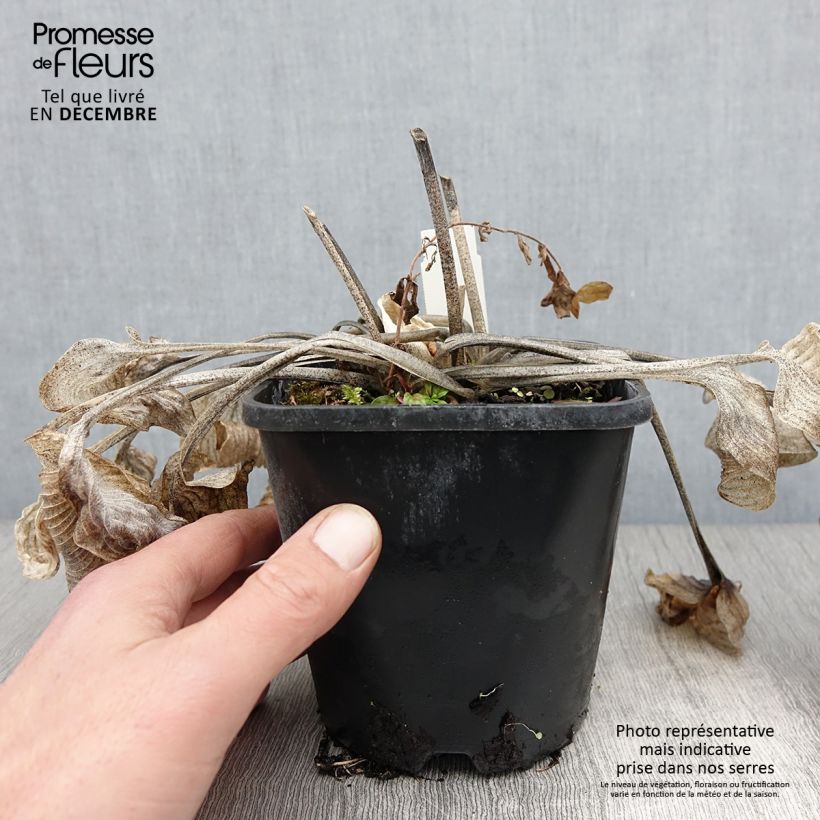 Esemplare di Hosta Touch Of Class Vaso da 1,5L/2L come consegnato in autunno