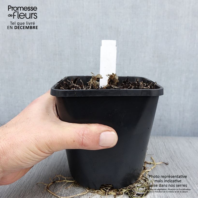 Hosta UFO Vaso da 1,5L/2L esemplare consegnato in inverno