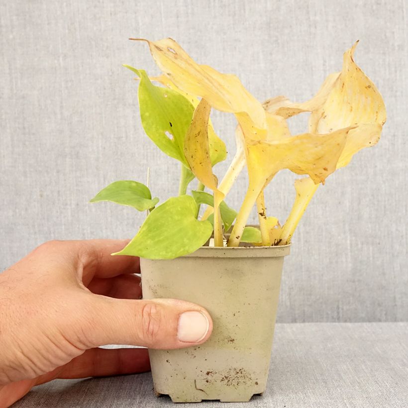 Esemplare di Hosta undulata Erromena Vasetto da 8/9 cm come consegnato in autunno