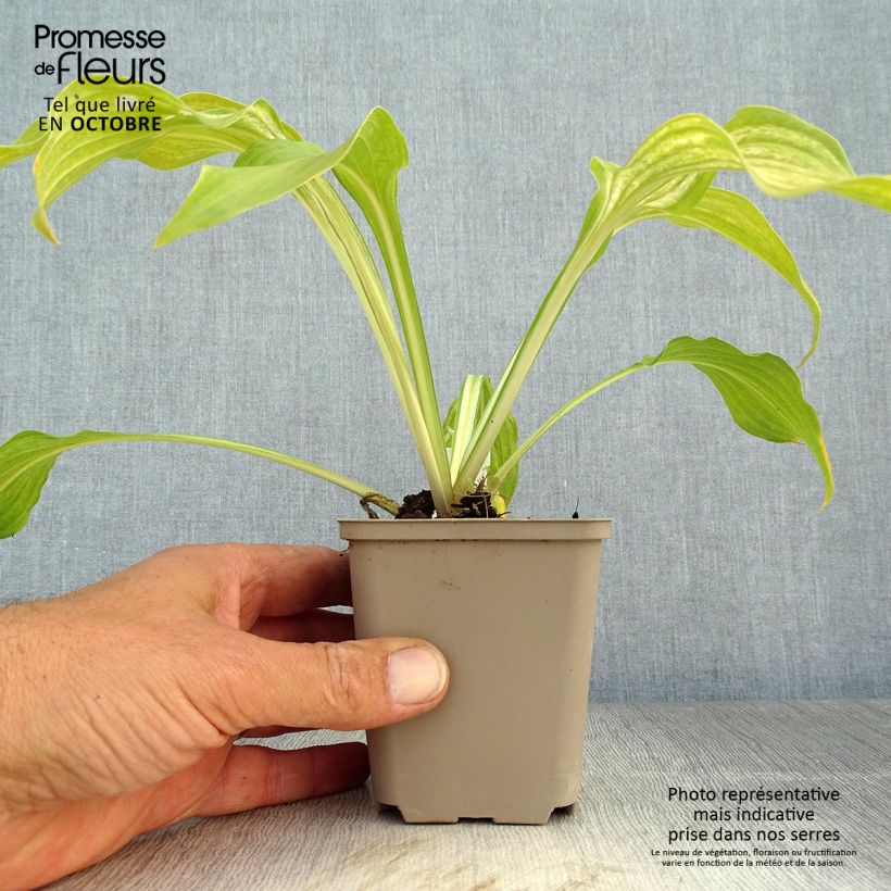 Esemplare di Hosta undulata Mediovariegata Vasetto da 8/9 cm come consegnato in autunno