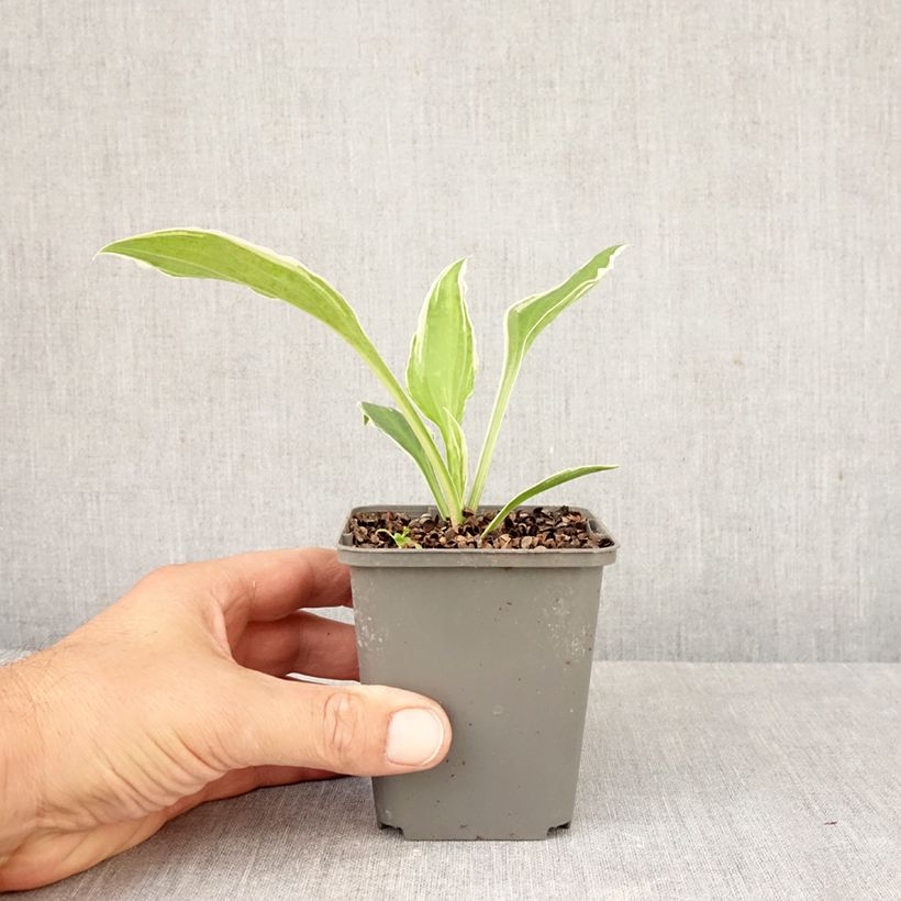 Esemplare di Hosta undulata albomarginata Vasetto da 8/9 cm come consegnato in autunno
