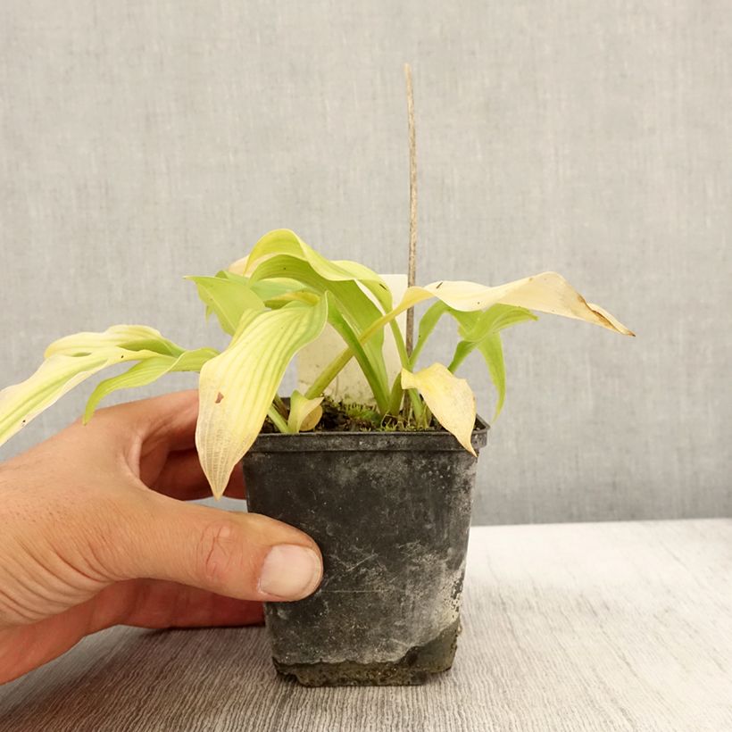 Esemplare di Hosta undulata var. univittata Vasetto da 8/9 cm come consegnato in autunno