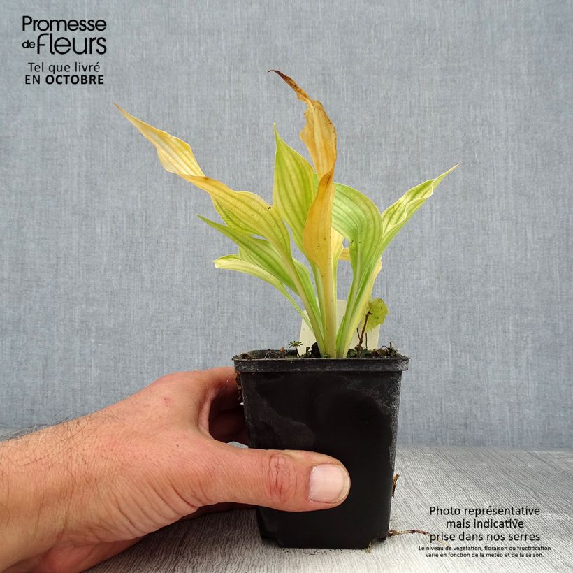 Esemplare di Hosta ventricosa Vasetto da 8/9 cm come consegnato in autunno
