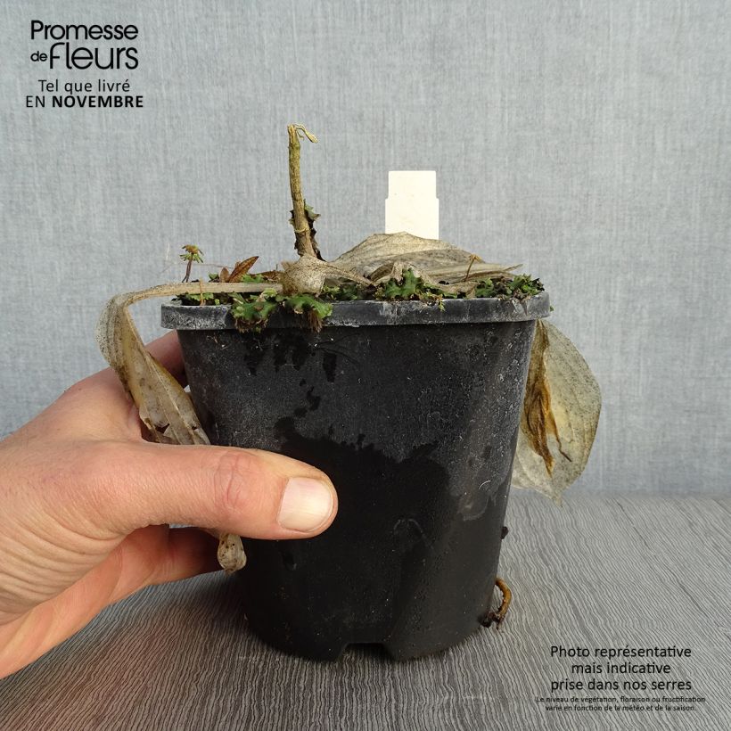 Esemplare di Hosta Victor Vaso da 1,5L/2L come consegnato in autunno