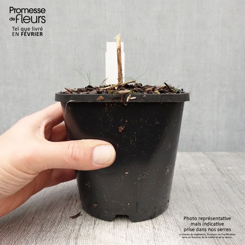 Hosta Waterslide Vaso da 1,5L/2L esemplare consegnato in inverno