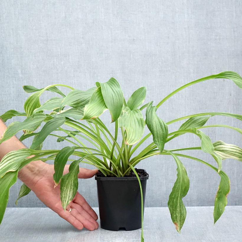 Esemplare di Hosta White Feather Vaso da 1,5L/2L come consegnato in autunno