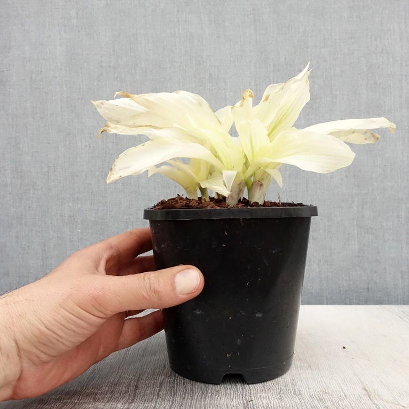Hosta White Feather Vaso da 1,5L/2L esemplare consegnato in primavera