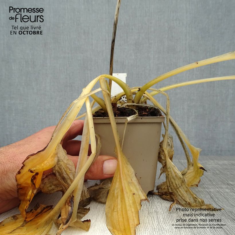 Esemplare di Hosta Wide Brim Vasetto da 8/9 cm come consegnato in autunno