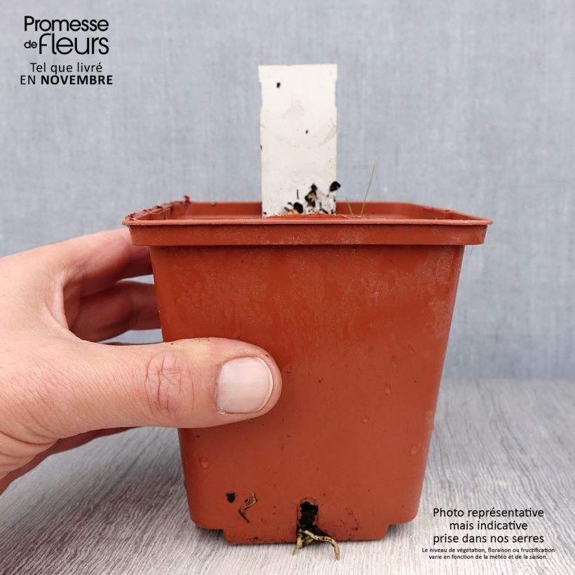 Esemplare di Hosta Winter Snow Vaso da 1L/1,5L come consegnato in autunno