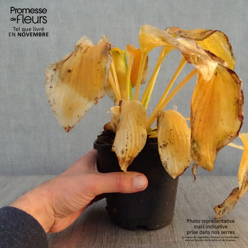Esemplare di Hosta Wu-La-La Vaso da 1,5L/2L come consegnato in autunno