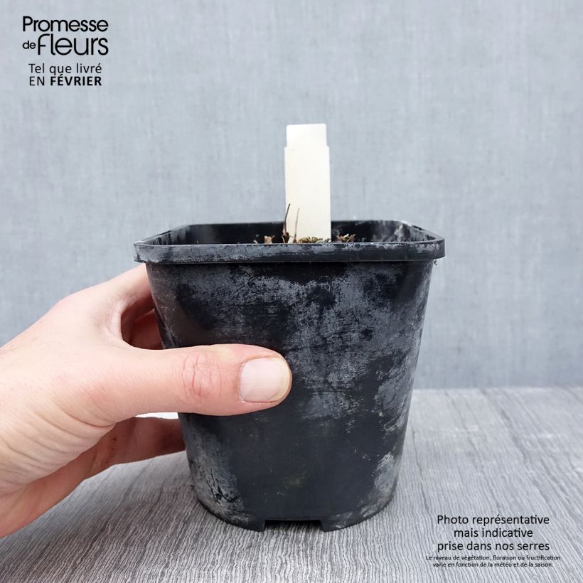 Hosta Yellow Polka Dot Bikini Vaso da 1,5L/2L esemplare consegnato in inverno